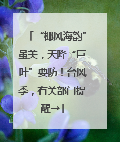 “椰风海韵”虽美，天降“巨叶”要防！台风季，有关部门提醒→