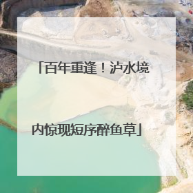 百年重逢！泸水境内惊现短序醉鱼草