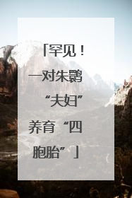 罕见！一对朱鹮“夫妇”养育“四胞胎”