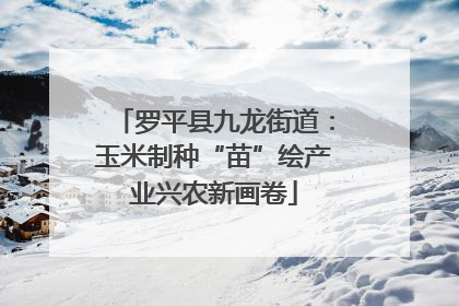 罗平县九龙街道：玉米制种“苗”绘产业兴农新画卷