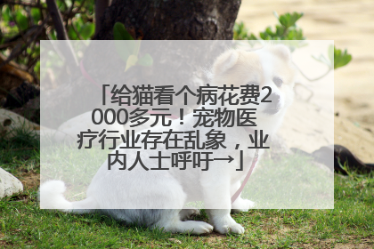 给猫看个病花费2000多元！宠物医疗行业存在乱象，业内人士呼吁→