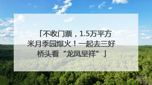 不收门票，1.5万平方米月季园爆火！一起去三好桥头看“龙凤呈祥”