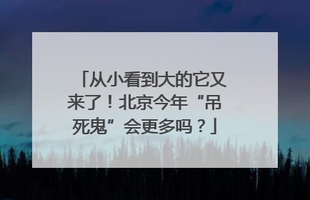 从小看到大的它又来了！北京今年“吊死鬼”会更多吗？