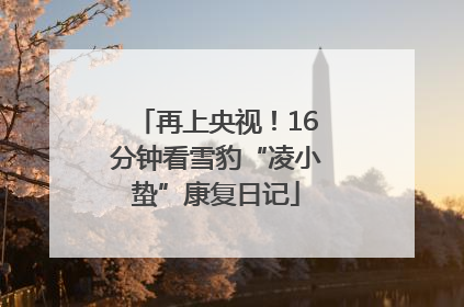 再上央视！16分钟看雪豹“凌小蛰”康复日记