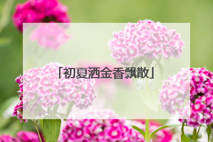 初夏洒金香飘散
