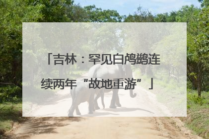 吉林：罕见白鸬鹚连续两年“故地重游”
