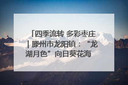 四季流转 多彩枣庄｜滕州市龙阳镇：“龙湖月色”向日葵花海 绘就乡村振兴新画卷