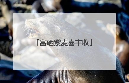 富硒紫麦喜丰收