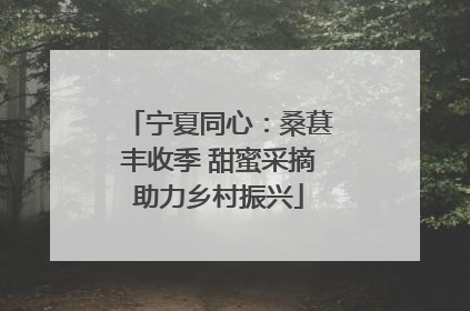 宁夏同心：桑葚丰收季 甜蜜采摘助力乡村振兴