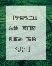 宁夏贺兰山东麓：夏日骄阳催熟“紫色名片”