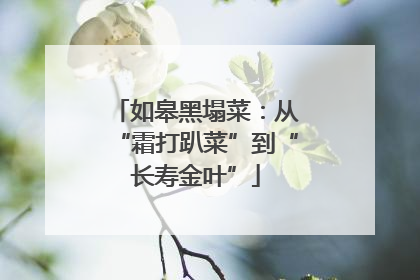 如皋黑塌菜：从“霜打趴菜”到“长寿金叶”