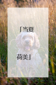 当夏荷美