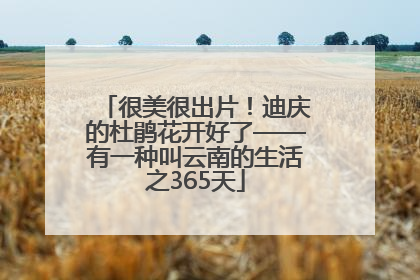 很美很出片！迪庆的杜鹃花开好了——有一种叫云南的生活之365天