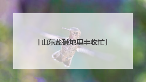 山东盐碱地里丰收忙
