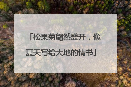 松果菊翩然盛开，像夏天写给大地的情书