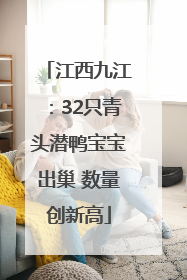江西九江：32只青头潜鸭宝宝出巢 数量创新高