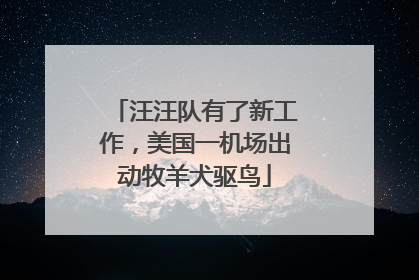 汪汪队有了新工作，美国一机场出动牧羊犬驱鸟