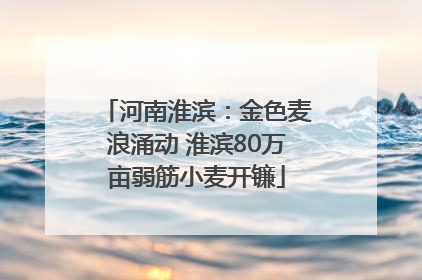 河南淮滨：金色麦浪涌动 淮滨80万亩弱筋小麦开镰