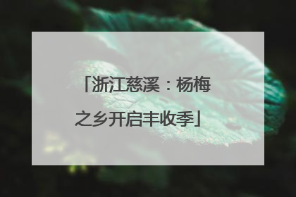 浙江慈溪：杨梅之乡开启丰收季