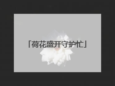 荷花盛开守护忙
