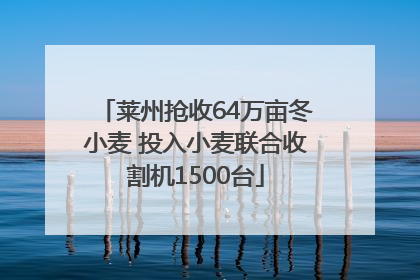 莱州抢收64万亩冬小麦 投入小麦联合收割机1500台