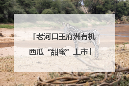 老河口王府洲有机西瓜“甜蜜”上市