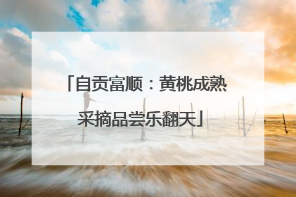 自贡富顺：黄桃成熟 采摘品尝乐翻天