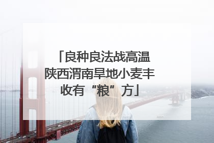 良种良法战高温 陕西渭南旱地小麦丰收有“粮”方