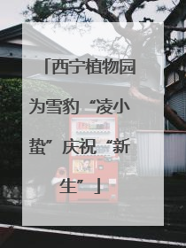 西宁植物园为雪豹“凌小蛰”庆祝“新生”