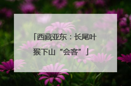 西藏亚东：长尾叶猴下山“会客”