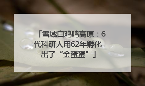 雪域白鸡鸣高原：6代科研人用62年孵化出了“金蛋蛋”