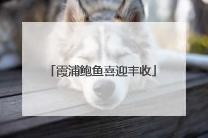 霞浦鲍鱼喜迎丰收