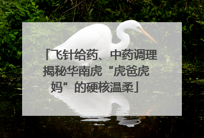 飞针给药、中药调理 揭秘华南虎“虎爸虎妈”的硬核温柔